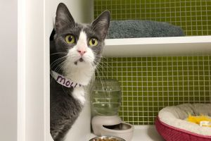 ASPCA LA Foster Cats and Kittens