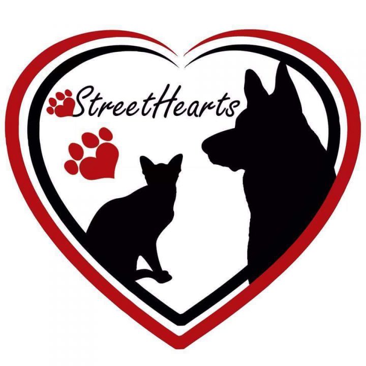 Pets for Adoption at Streethearts Animal Rescue in Burton MI