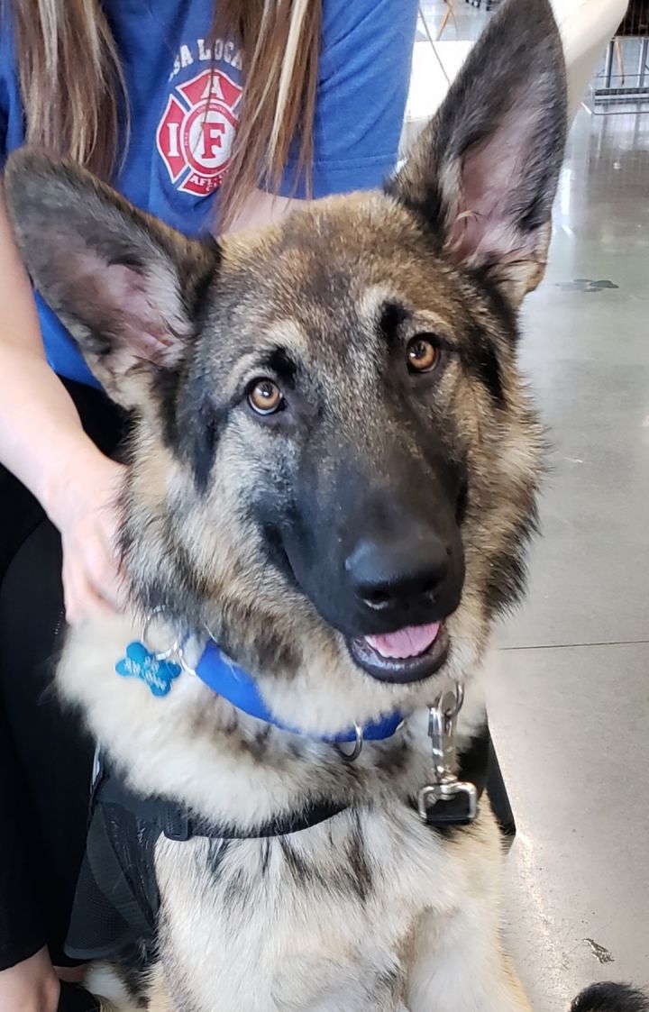 Blue german store shepherds for adoption