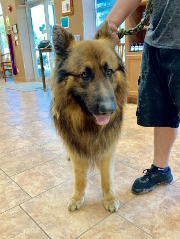 Our dogs visit the vet to ensure they're healthy!