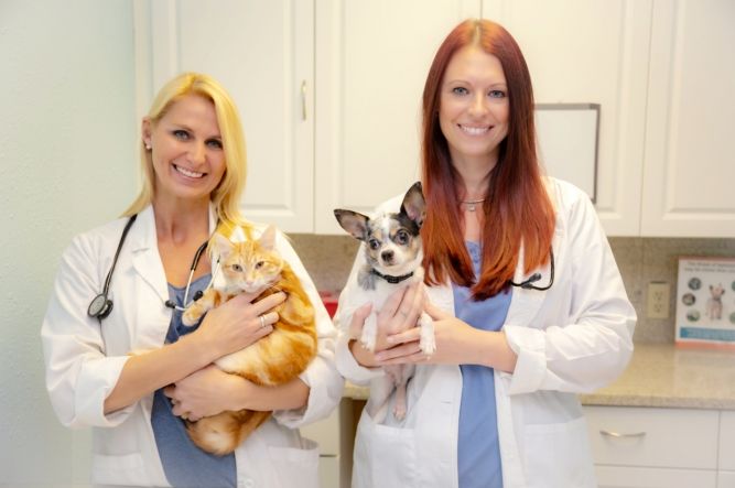 Wags Pet Clinic
