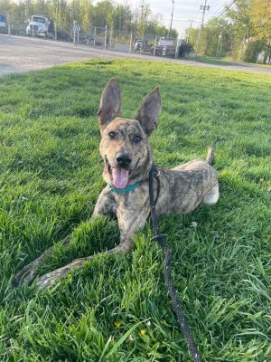 B and R Bunkhouse Adoptables