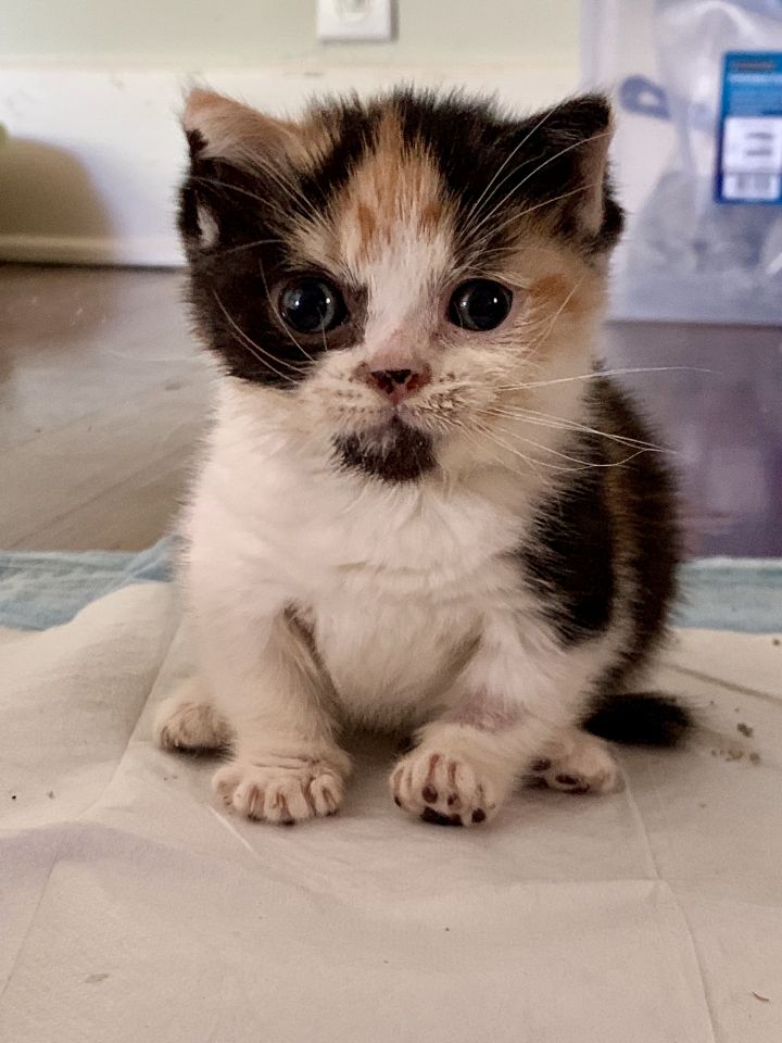 Little Leila Ali RIP