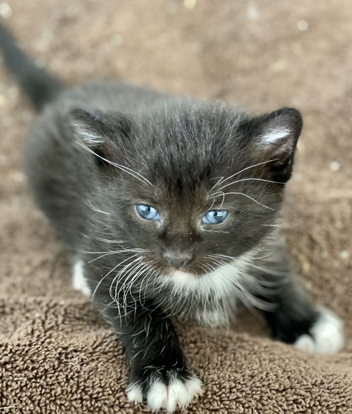 Nala from the Lion King litter