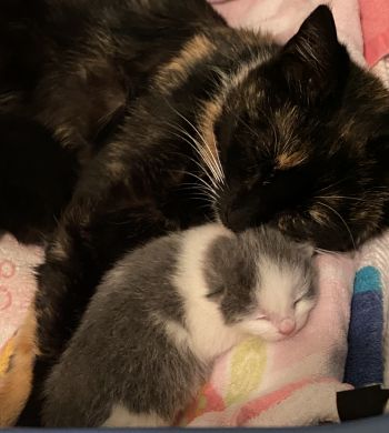 Momma Fantine and baby Rhodes