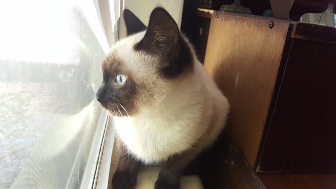 Melissa Bell's Rescue