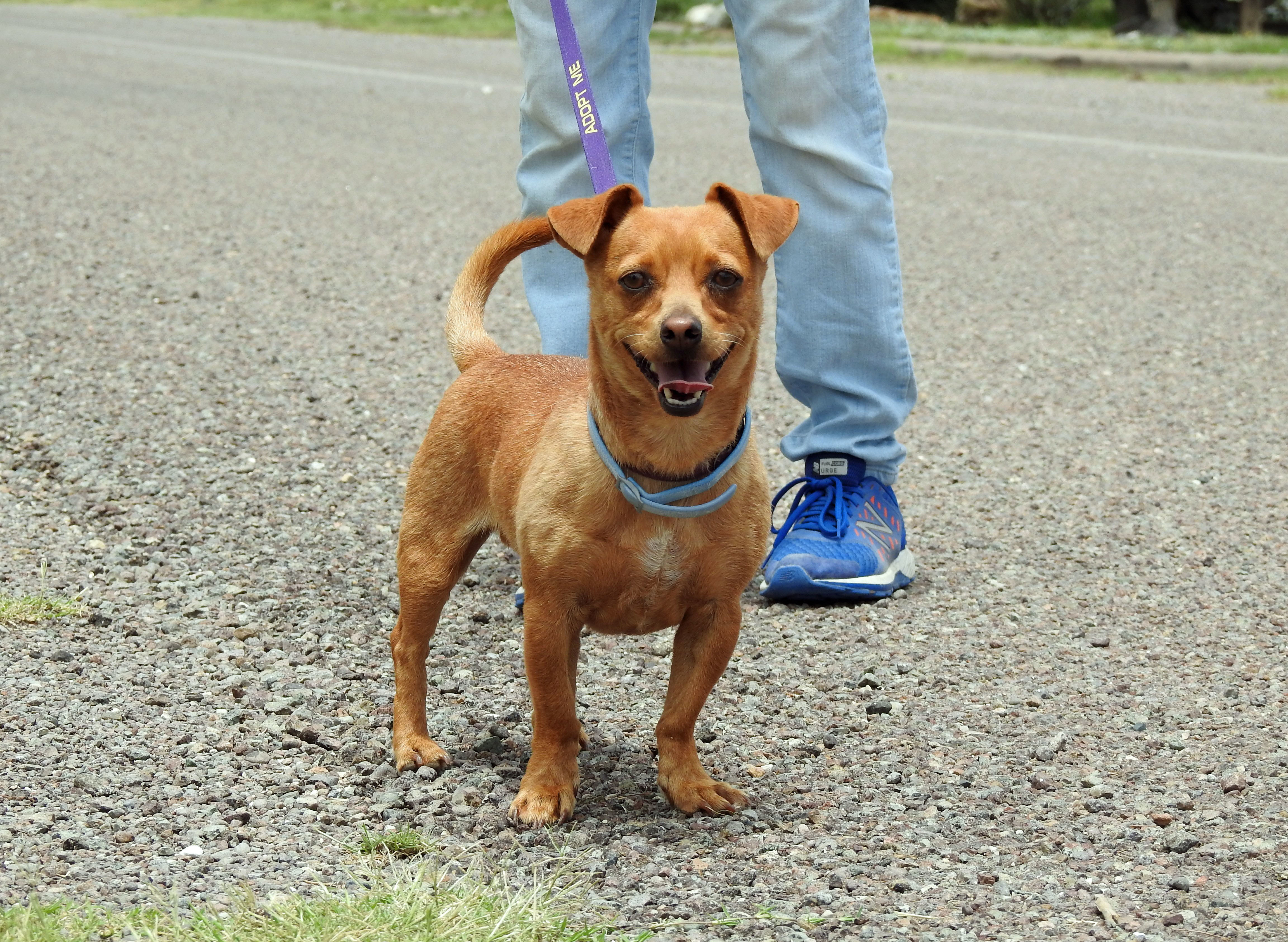 Marathon Animal Shelter