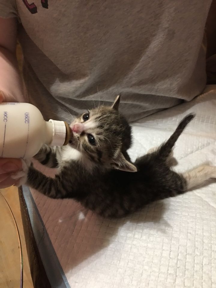 K's Kitten Rescue