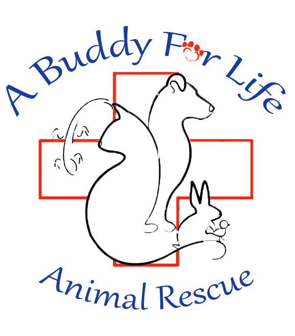 A Buddy for Life