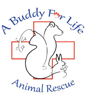 A Buddy for Life