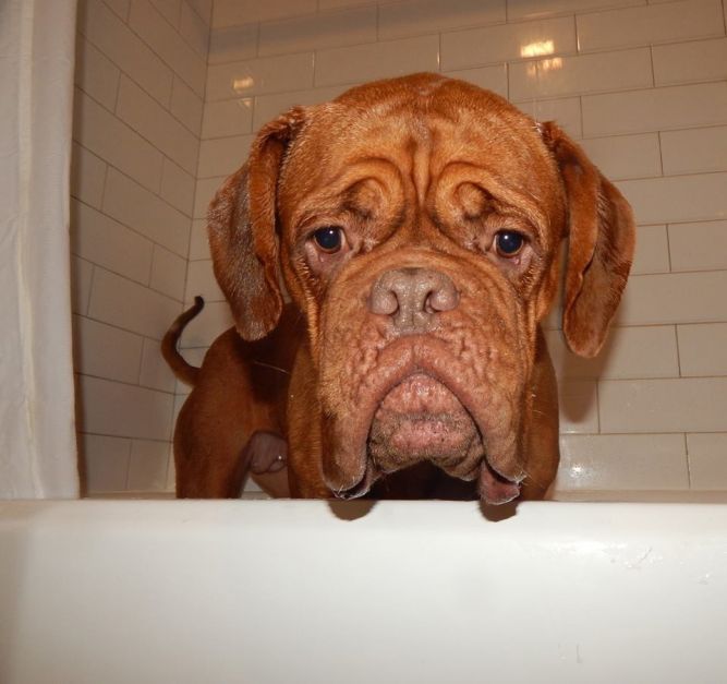 French mastiff rescue near hot sale me