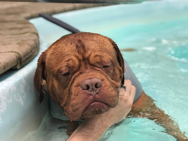 Dogue de bordeaux store adoption