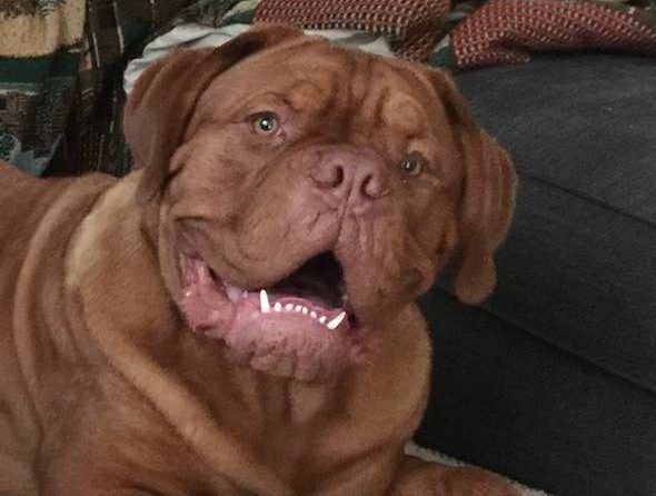 Bordeaux store mastiff rescue