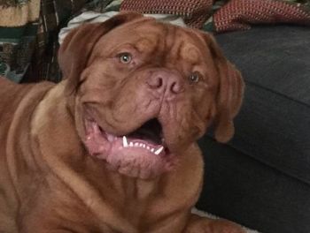 Petfinder dogue de store bordeaux