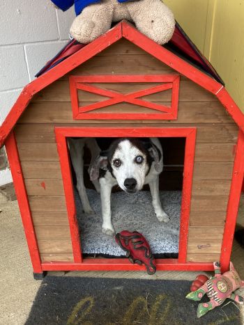Our sweet senior CJ the front dog house!