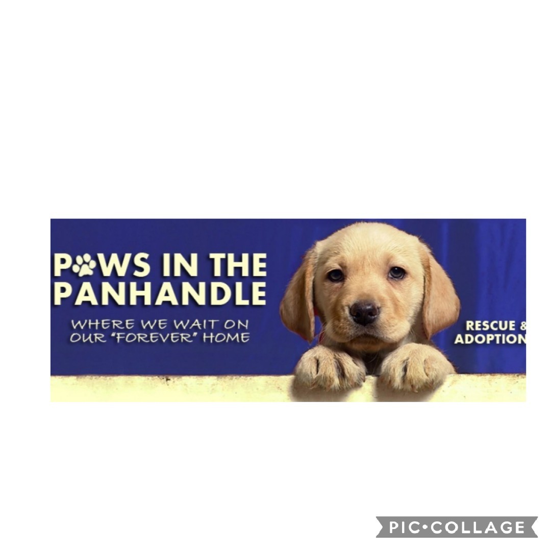 Paws In The Panhandle Rescue and Adoption