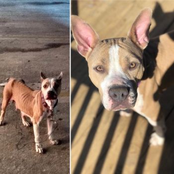 Mama Drama - Almost adoptable, street rescue