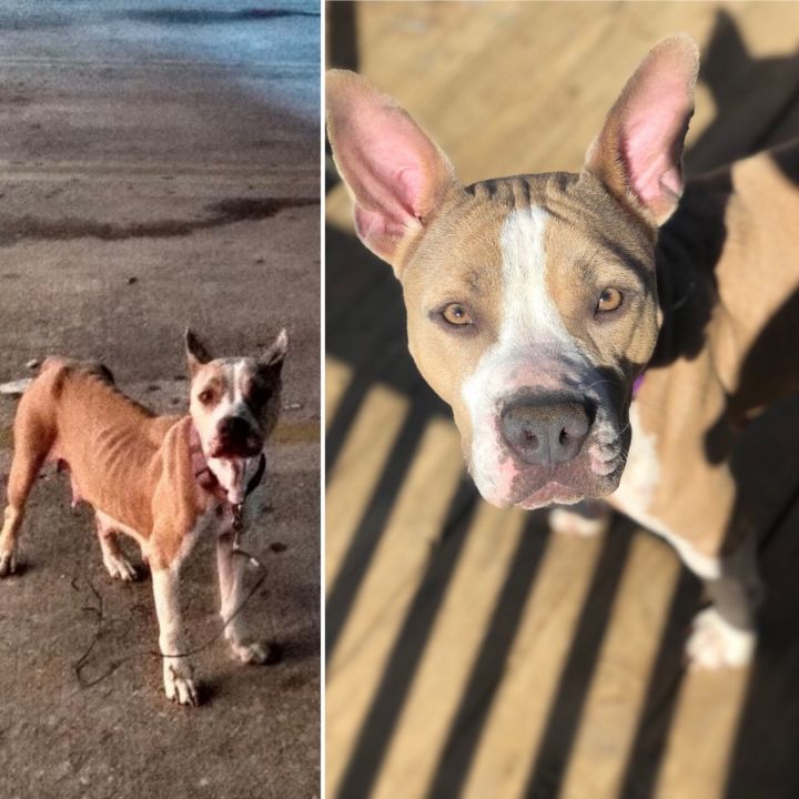 Mama Drama - Almost adoptable, street rescue