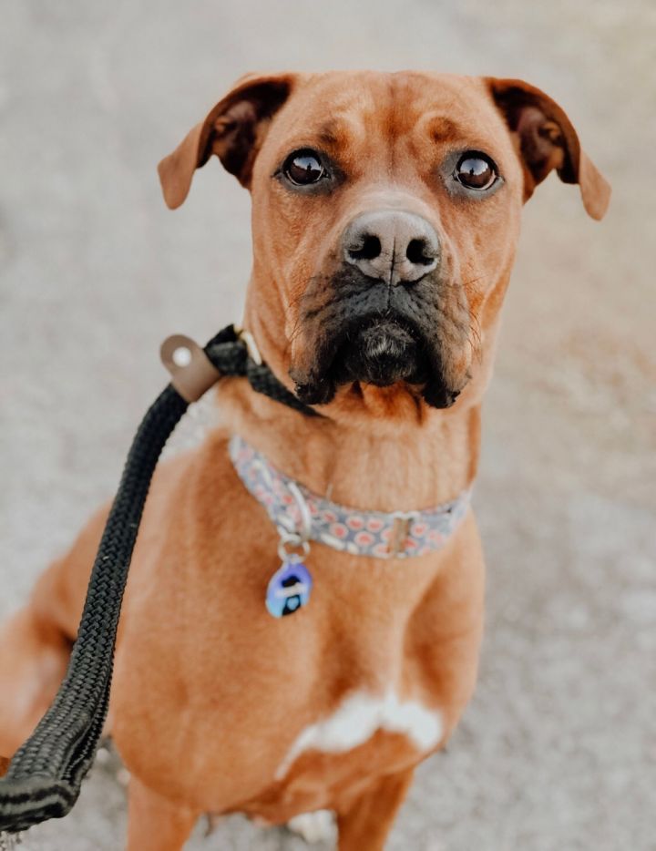 Cherry - Adoptable, shelter save