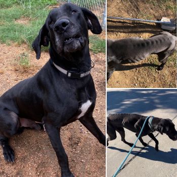 Preston - Adoptable, shelter save