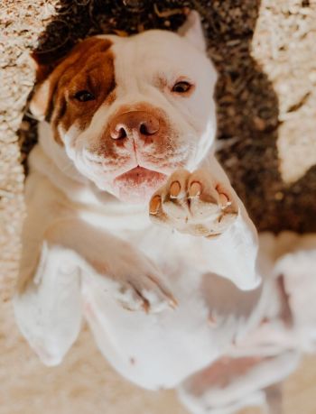 Laiya - Adoptable, shelter save