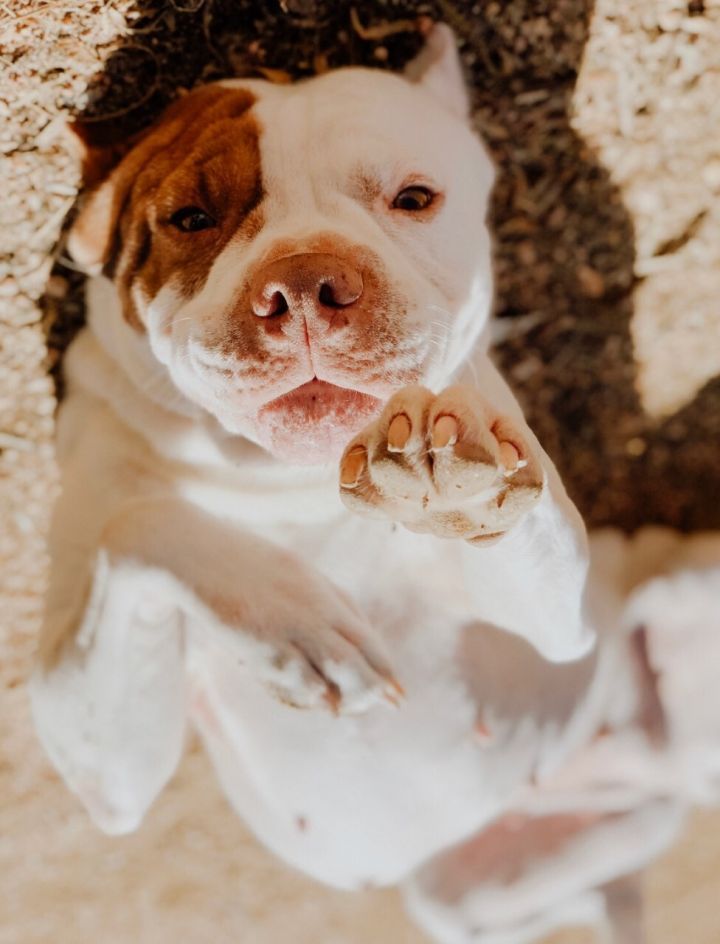 Laiya - Adoptable, shelter save