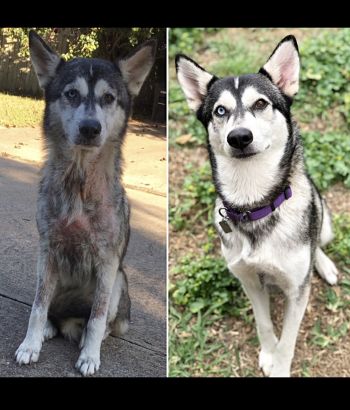 Tala - Adopted, street rescue