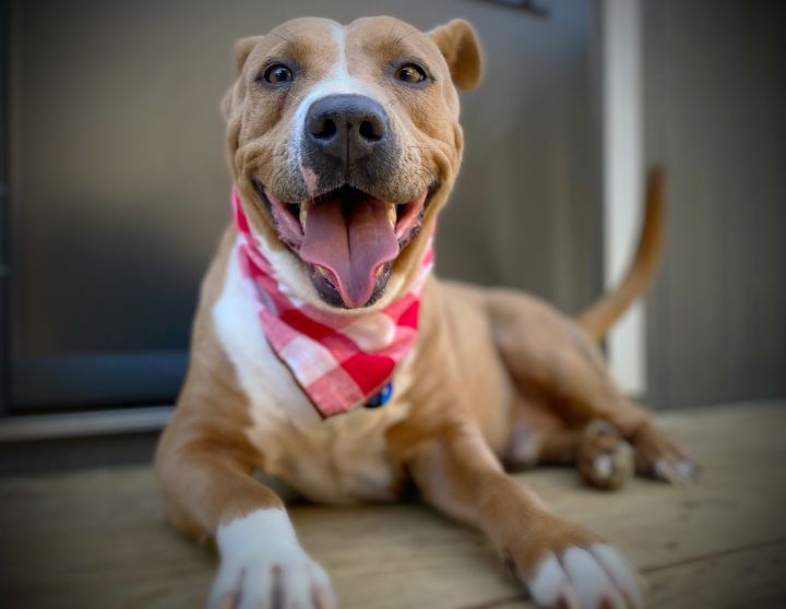 Handsome Diego - Adopted, street rescue