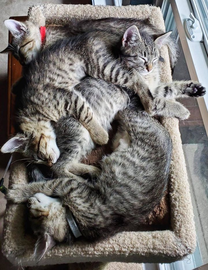 Foster Kitten Pile!
