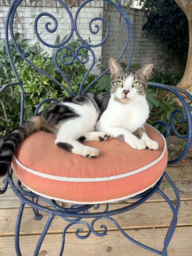Beare Garden Plantation Rescue