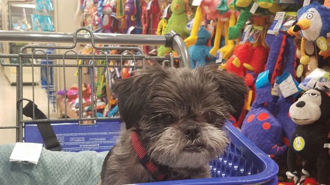 Lend A Helping Paw Shih Tzu Rescue