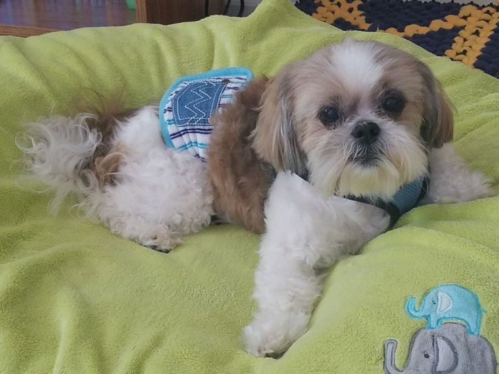 Shih tzu 2024 rescue adoption