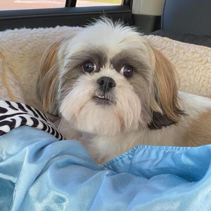 Shih tzu hot sale pet rescue