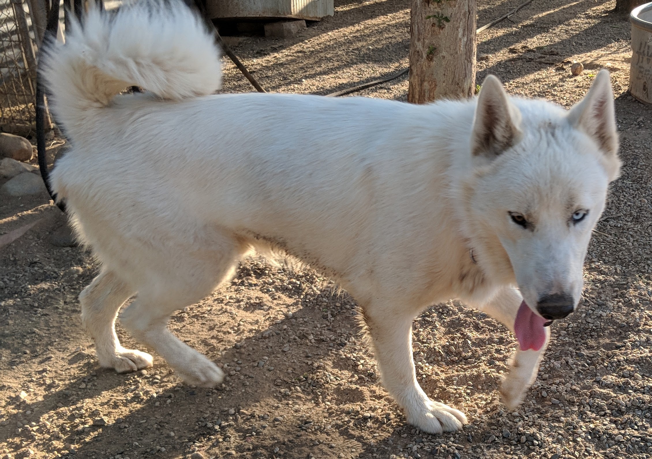 Buckeye Animal Rescue and Kennel (BARK)