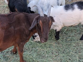 Ellie, BARK Sanctuary goat