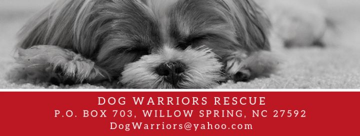 Get To Know the Warriors Puppies