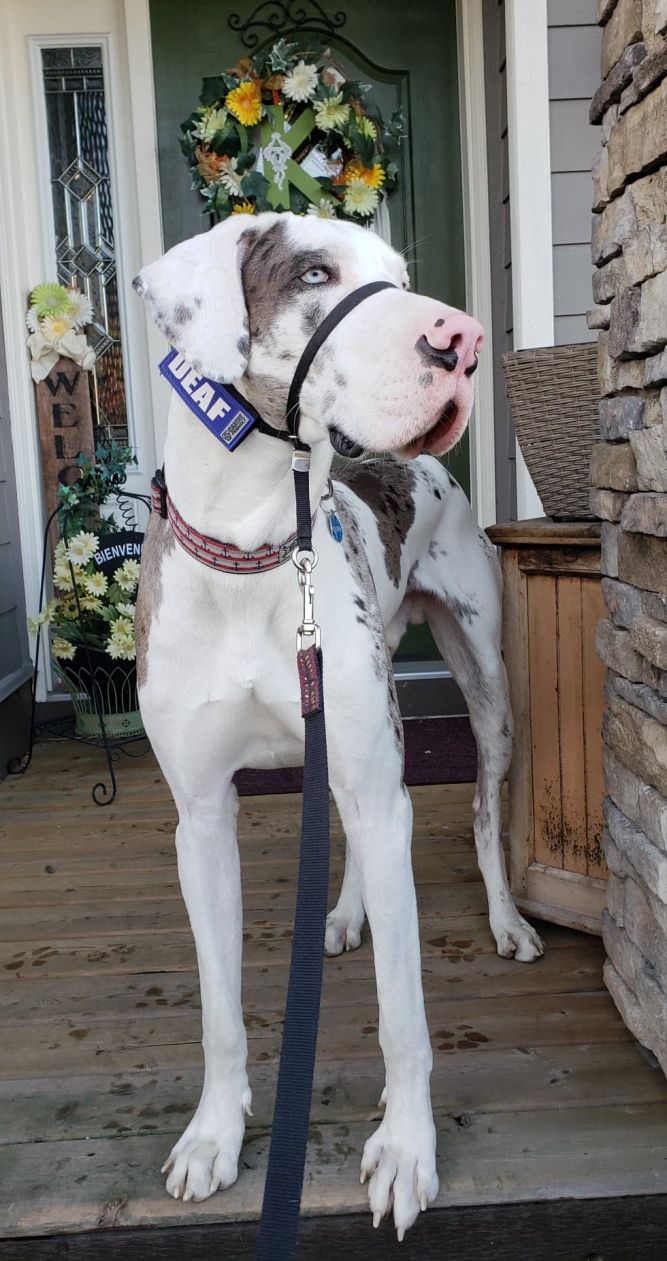 Aide For Paws  Rescue Society