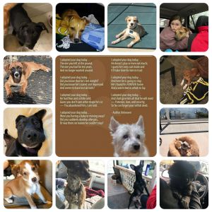 BePaws They Matter Animal Rescue