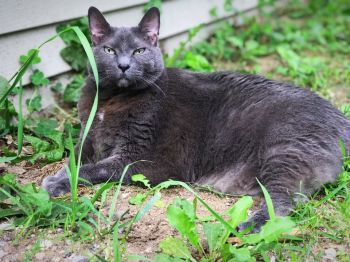 Our Shelter Cat, Celia.