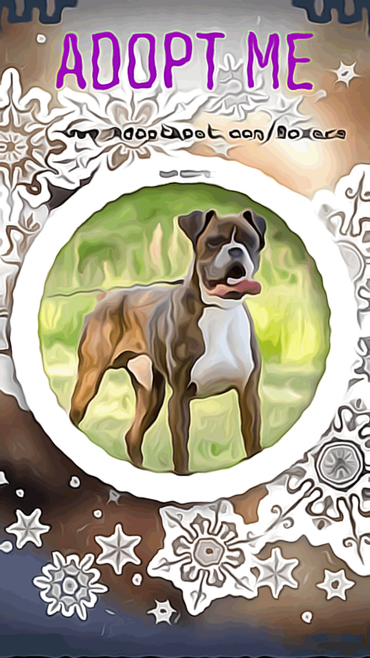 We ❤️ Boxers!