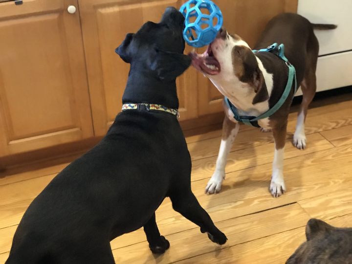 Foster Siblings at Play!