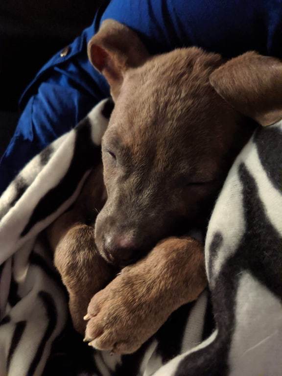 Pets for Adoption at Precious Pound Pups, Inc., in Hillsdale, NY