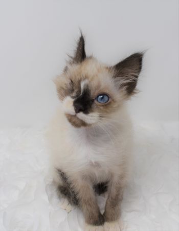 We adore our special needs kittens!