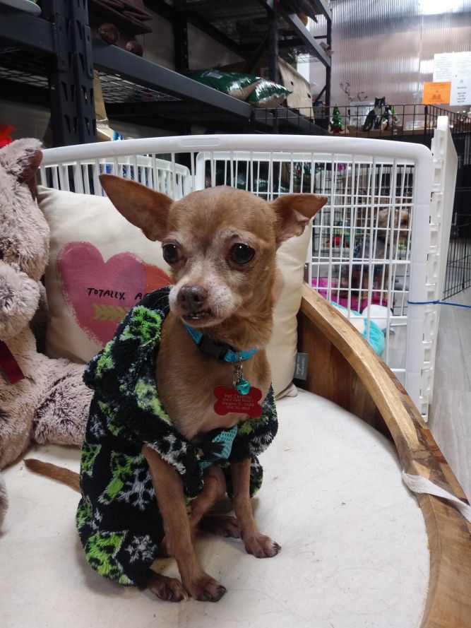 United for Animals rescue