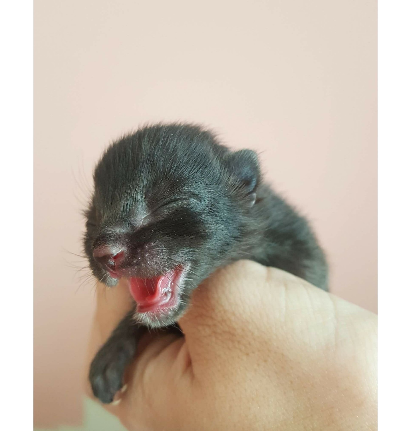 Too Cute Kitten Rescue