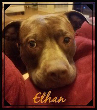 Come meet Ethan!