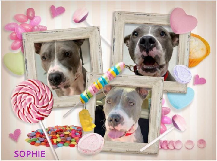 Sophie needs her forever home!