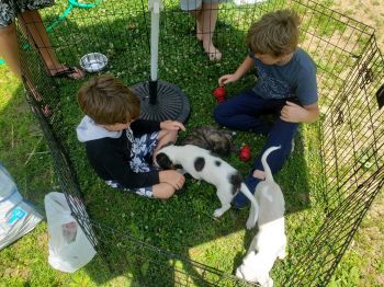 We are a foster-based organization.