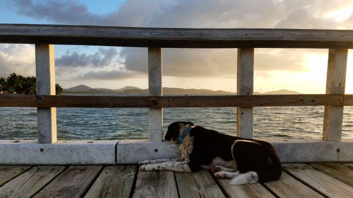 Some dogs spend years as strays, or 'satos'.