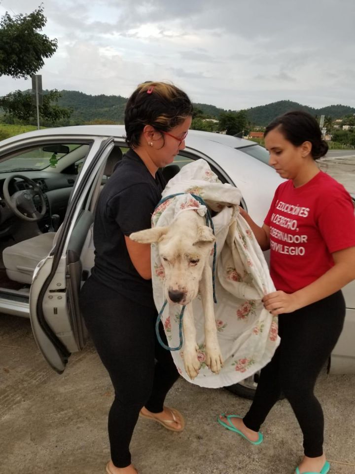 Many of our dogs have suffered neglect & abuse.